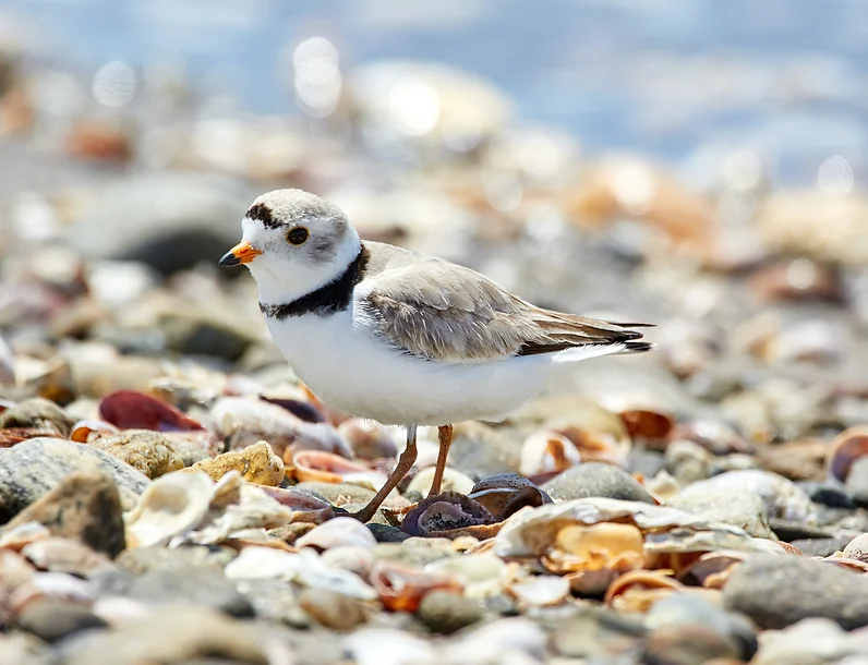 Image for Unit 1: A Place for Plovers