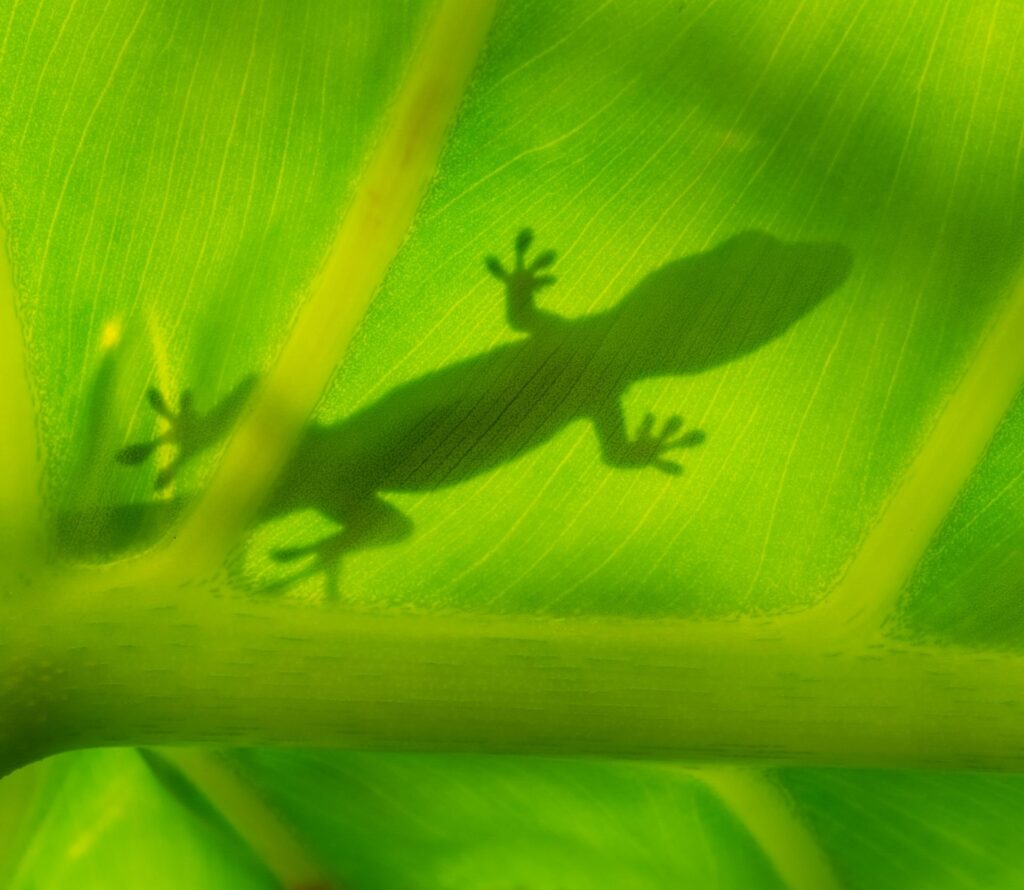 Image for Unit 1.4 Animal & Plant Traits