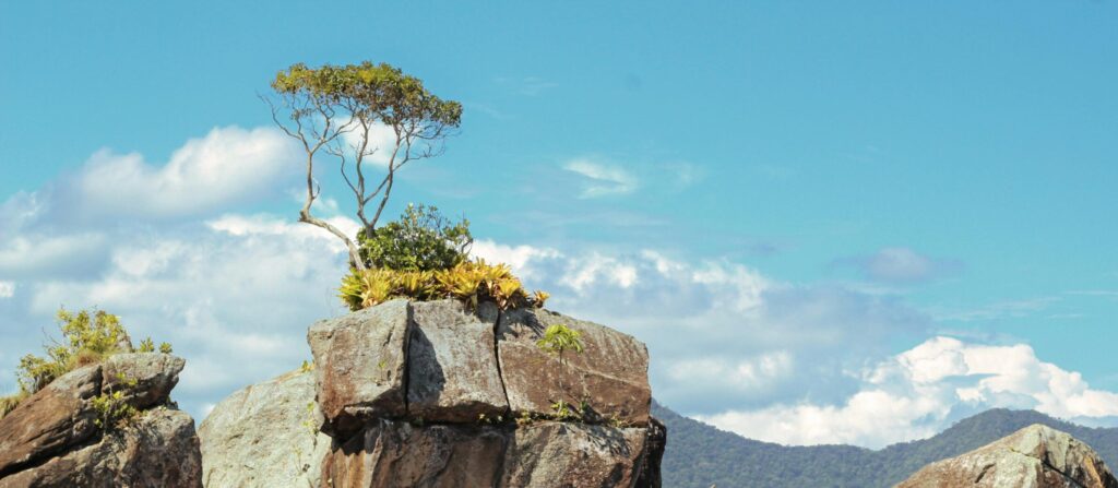 Image for Unit 2.4 Plants