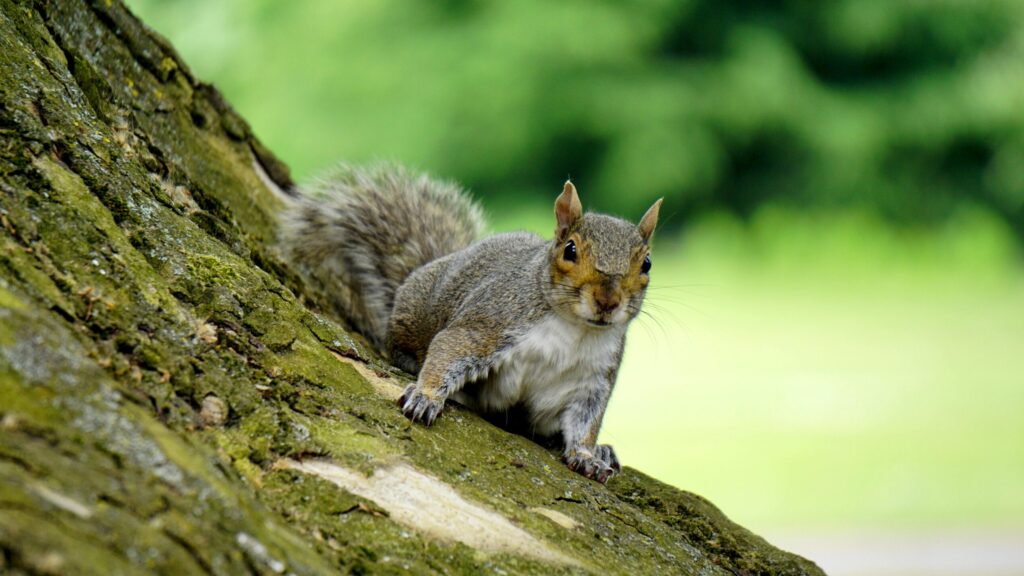 Image for Unit 4.4 Structure & Function